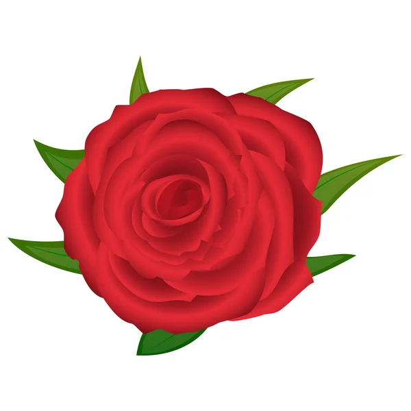 Rosa rossa — Vettoriale Stock
