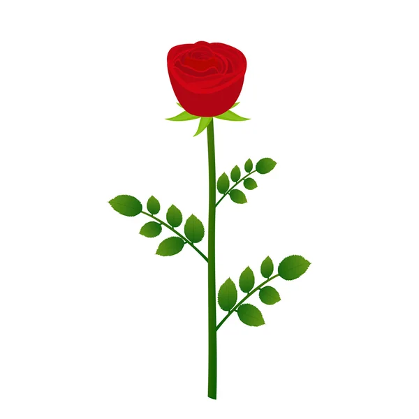 Rosa roja primer plano sobre un fondo blanco — Vector de stock