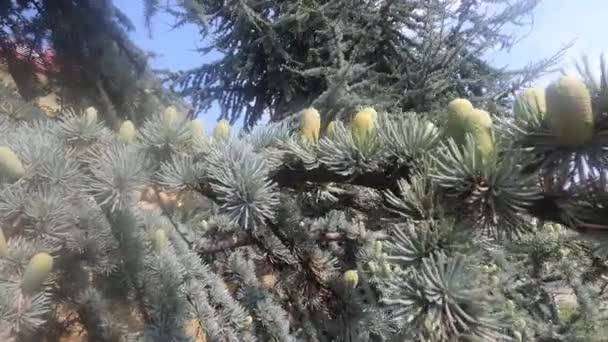 Albero di conifere con coni nella regione meridionale — Video Stock