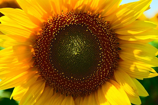 Primer plano de girasol —  Fotos de Stock