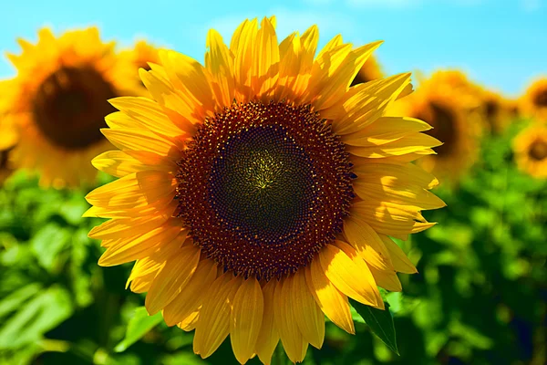 Campo de girasol de verano — Foto de Stock