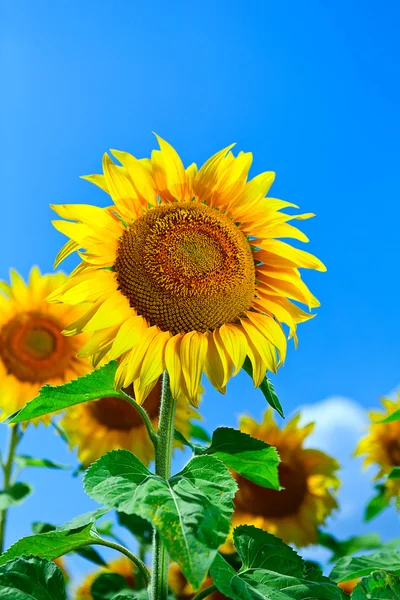 Girasol contra el cielo azul —  Fotos de Stock