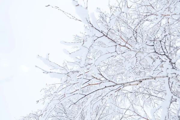 Las ramas invernales de los árboles en la nieve — Foto de Stock