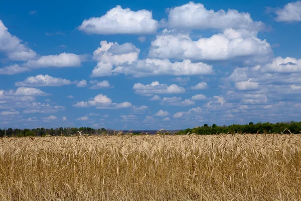 Weizenfeld blauer Himmel mit Weiß — Stockfoto
