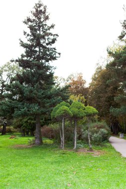 Şehir Parkı dikey olarak çeşitli ağaçlar
