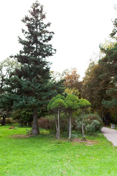 Various trees in city park vertical — Stock Photo, Image