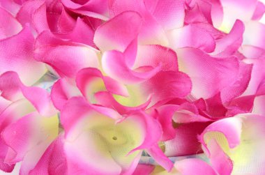 beyaz arkaplanda çiçek