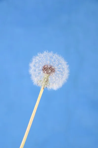 Diente de león — Foto de Stock