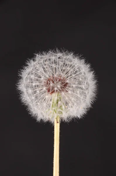 Dandelion — Stock Photo, Image