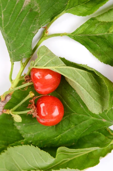 Cherry — Stock Photo, Image