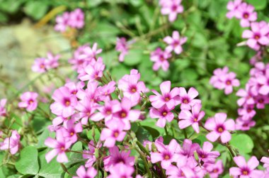 Oxalis çiçek