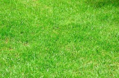 Yeşil Çimen Arkaplanı