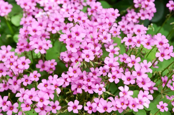 Flor de oxalis — Fotografia de Stock