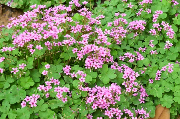 Flor de oxalis — Fotografia de Stock