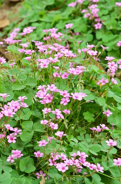 Virág Oxalis — Stock Fotó