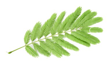 beyaz zemin üzerine albizzia yaprak