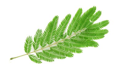 beyaz zemin üzerine albizzia yaprak