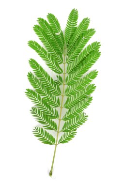 beyaz zemin üzerine albizzia yaprak