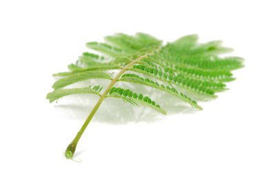 beyaz zemin üzerine albizzia yaprak