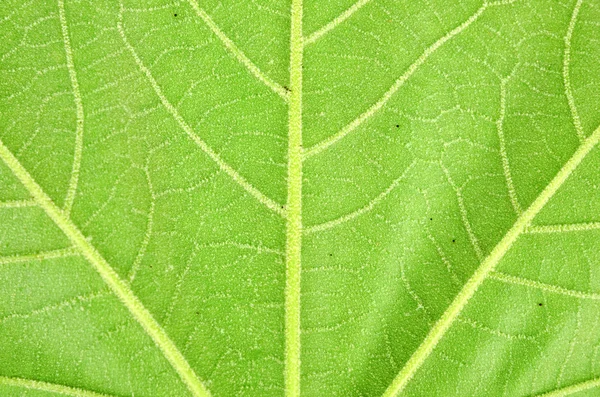 プラタナスの葉 — ストック写真