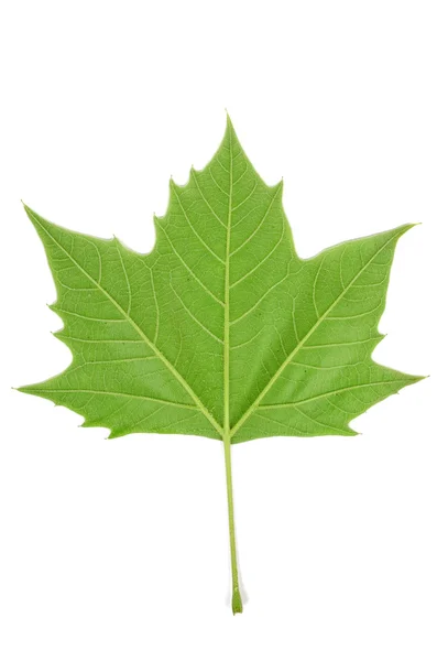 Plane tree leaf — Stock Photo, Image