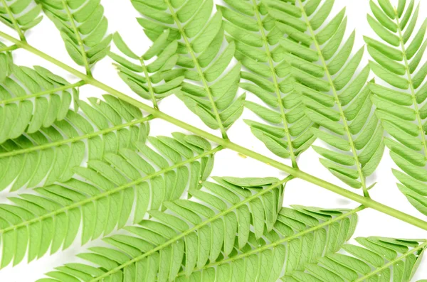 Albizzia leaf on white background — Stock Photo, Image