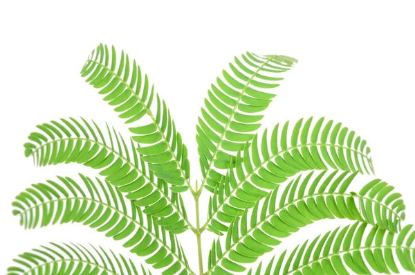 Albizzia leaf на білому тлі — стокове фото
