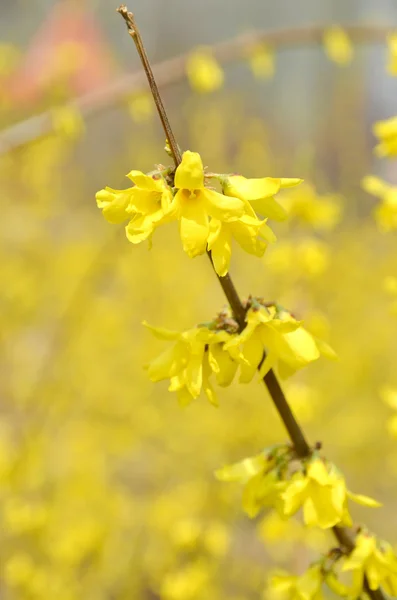 Forsythia blomma — Stockfoto