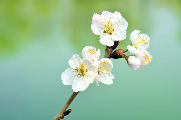 Flor de pêssego — Fotografia de Stock