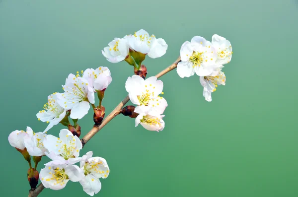 Flor de pêssego — Fotografia de Stock