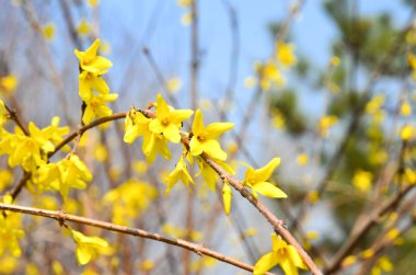 hor çiçeği çiçek