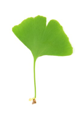 Gingko!