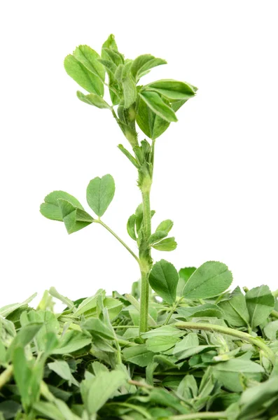 Alfalfa — Foto de Stock