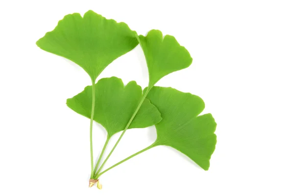 Gingko. — Foto Stock