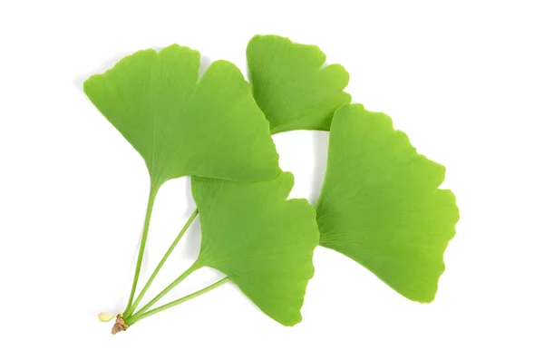 Gingkoタグ付きのお金の袋 — Stockfoto