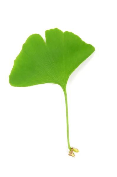 Gingko — Stock Photo, Image