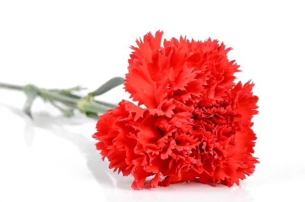 Red carnation — Stock Photo, Image