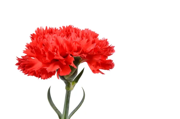 Red carnation — Stock Photo, Image