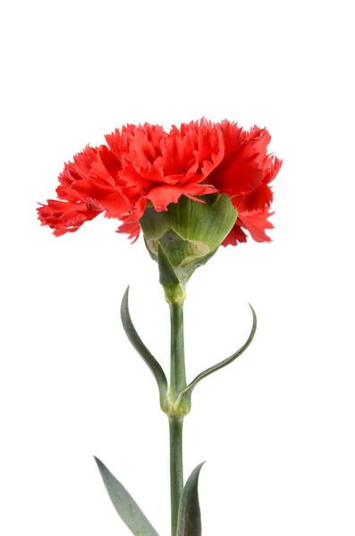 Red carnation — Stock Photo, Image