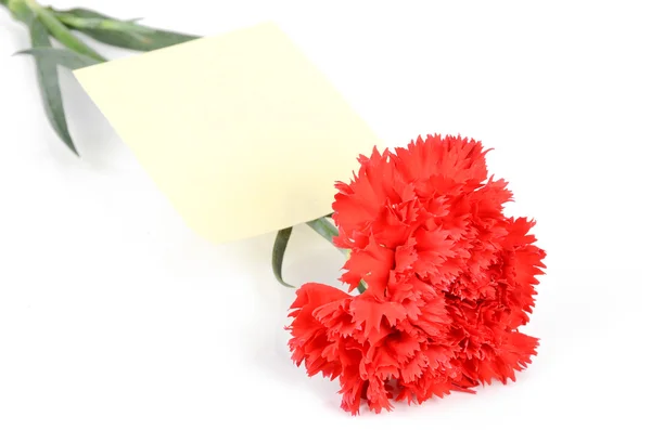 Red carnation and card — Stock Photo, Image