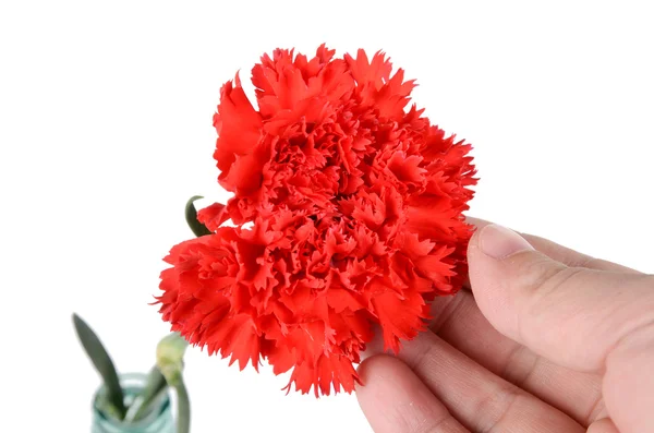 Red carnation — Stock Photo, Image