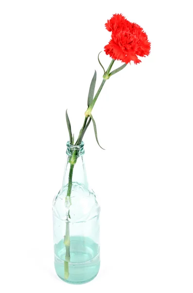 Red carnation — Stock Photo, Image