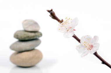Şeftali blossom ve taş