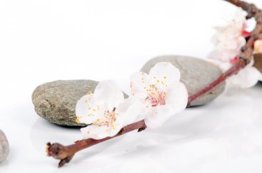 Şeftali blossom ve taş