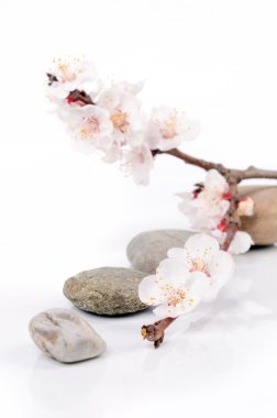 Şeftali blossom ve taş