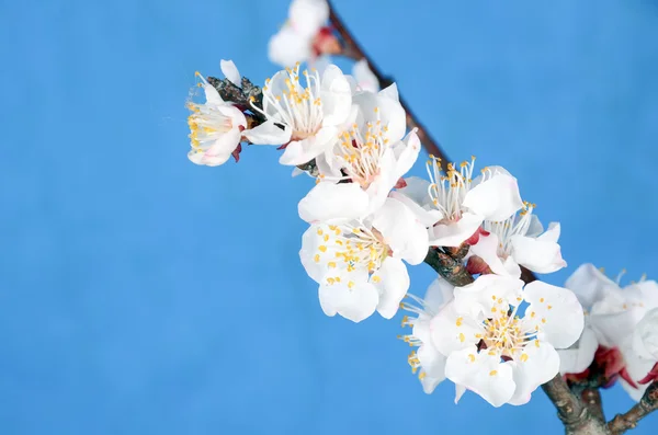 Flor de pêssego — Fotografia de Stock