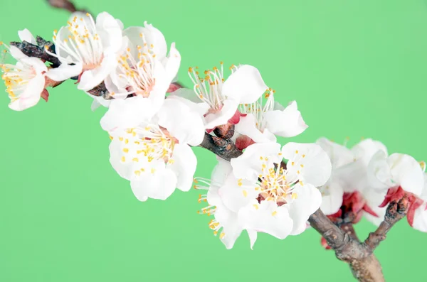 Flor de pêssego — Fotografia de Stock