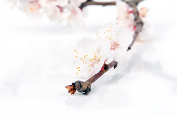 Peach blossom — Stock Photo, Image