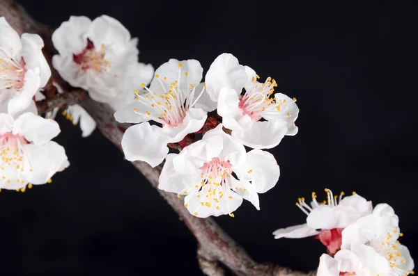 Flor de pêssego — Fotografia de Stock