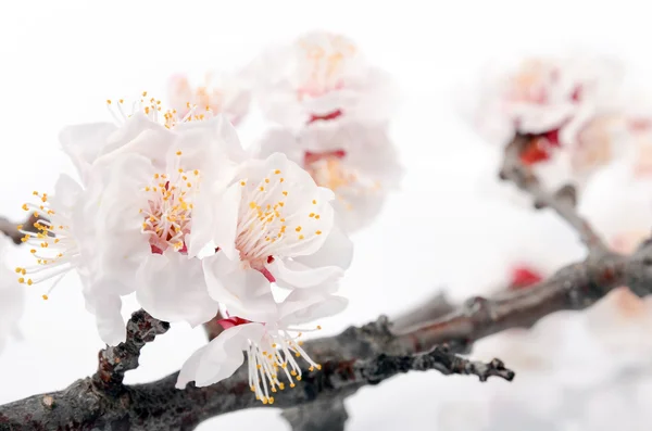 Şeftali çiçeği — Stok fotoğraf